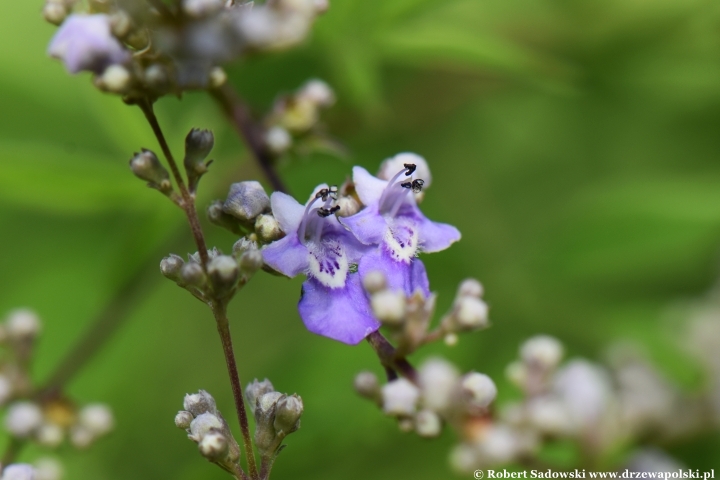 Niepokalanek malabarski (Vitex negundo)