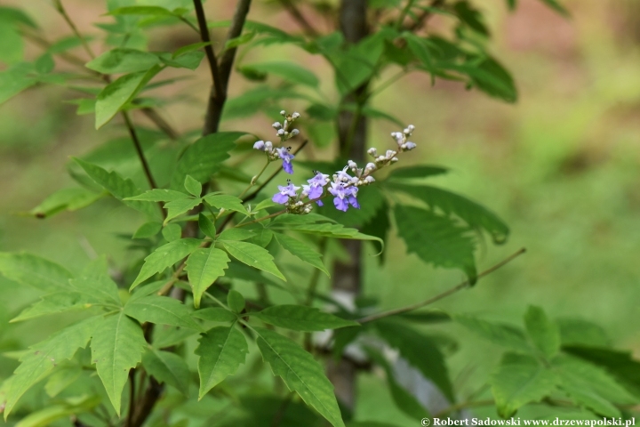 Niepokalanek malabarski (Vitex negundo)