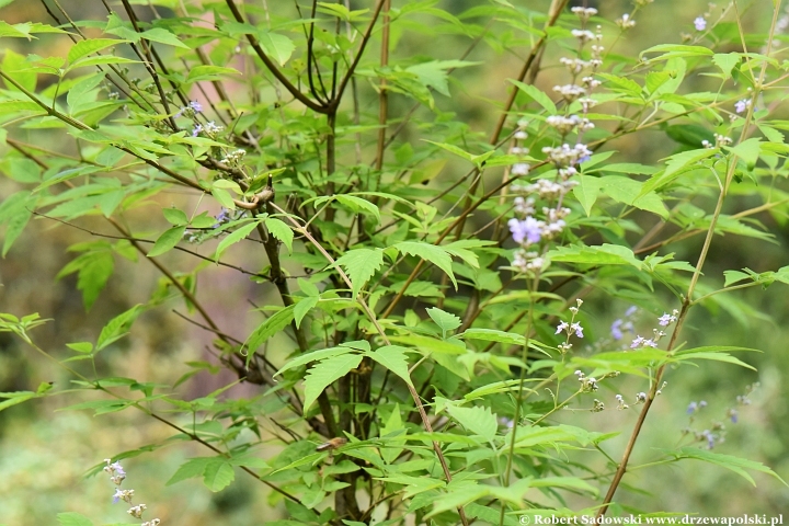 Niepokalanek malabarski (Vitex negundo)