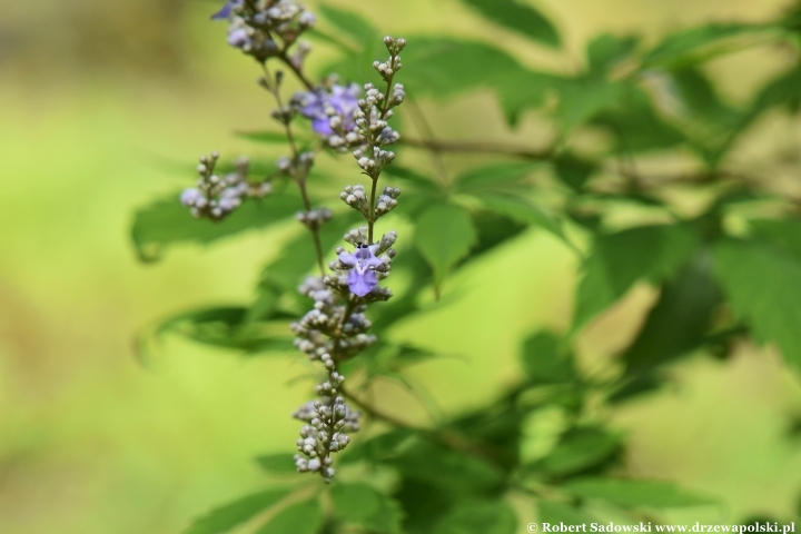 Niepokalanek malabarski (Vitex negundo)