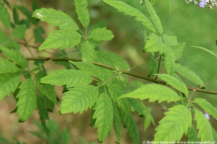 Niepokalanek malabarski (Vitex negundo)