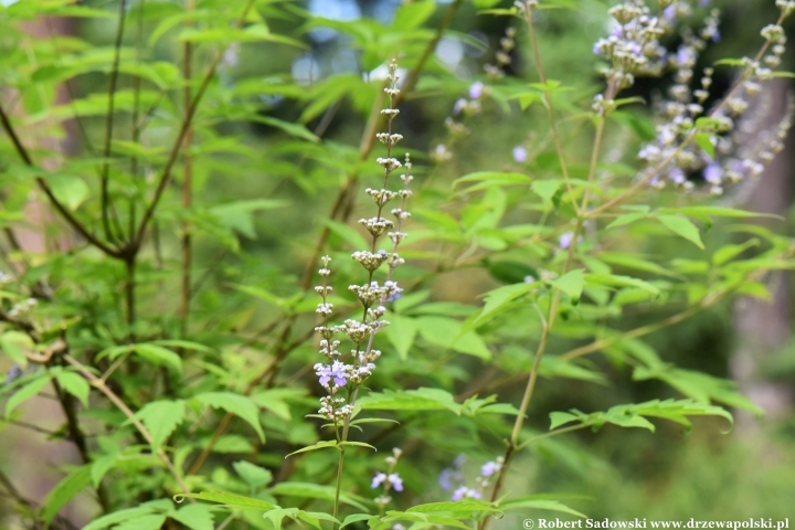 Niepokalanek malabarski (Vitex negundo)