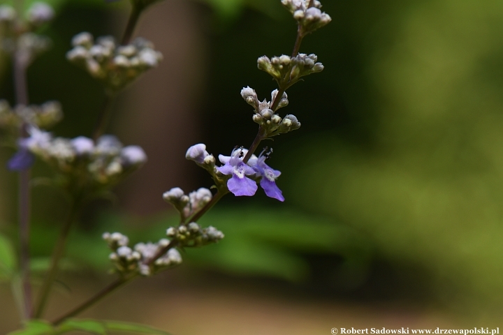 Niepokalanek malabarski (Vitex negundo)