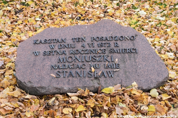 Kasztanowiec Stanisława Moniuszki