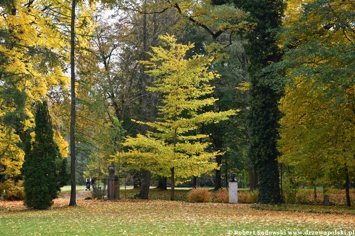 Widok na park