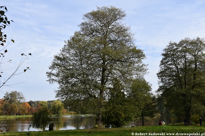 Olcha czarna nad stawem