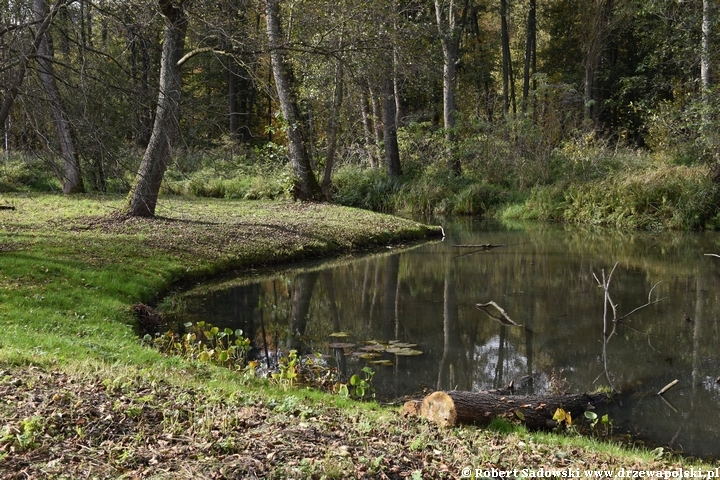 Meander Pisia Gągolina