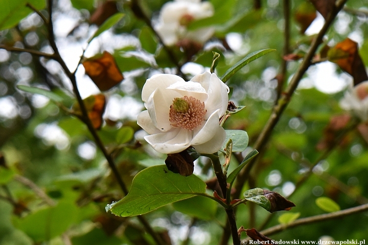 Magnolia Siebolda odm. japońska
