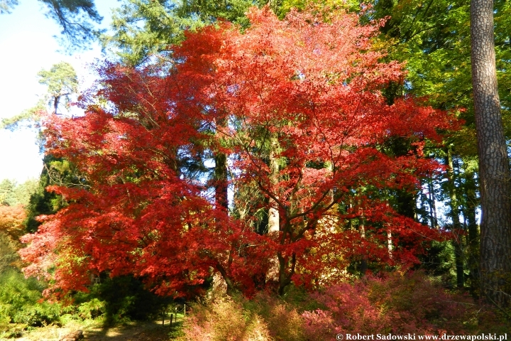 Przebarwienia drzew - arboretum w Rogowie 2024