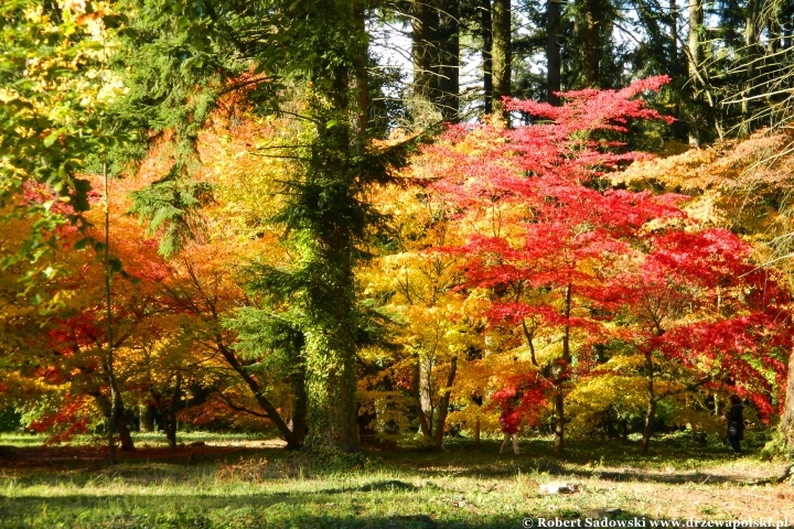 Przebarwienia drzew - arboretum w Rogowie 2024