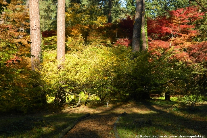 Przebarwienia drzew - arboretum w Rogowie 2024