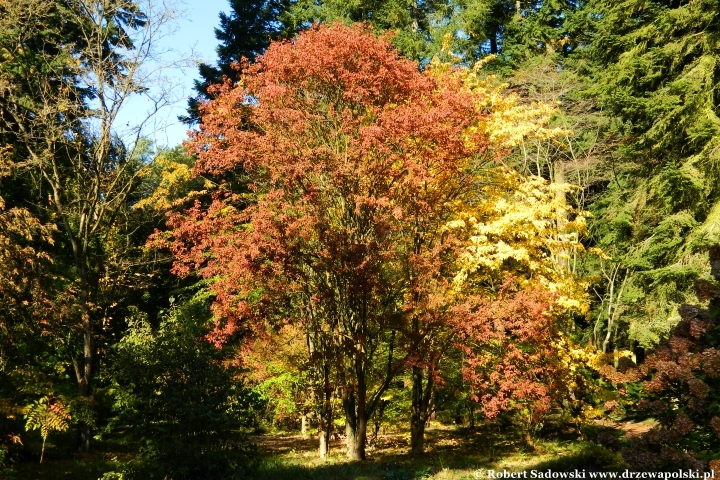 Przebarwienia drzew - arboretum w Rogowie 2024