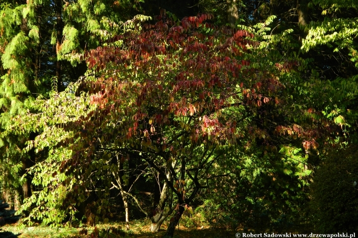 Przebarwienia drzew - arboretum w Rogowie 2024