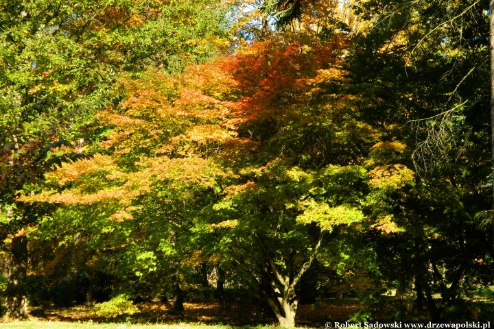 Przebarwienia drzew - arboretum w Rogowie 2024