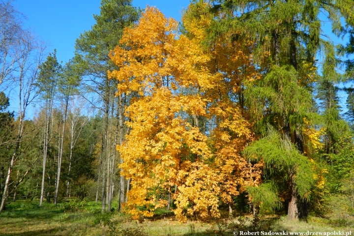 Przebarwienia drzew - arboretum w Rogowie 2024