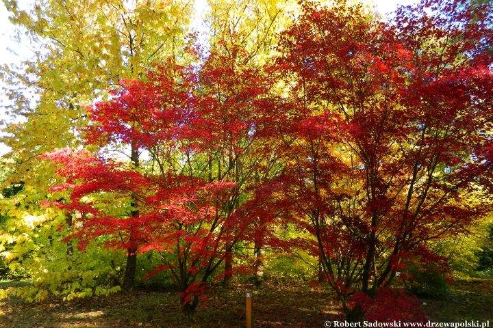 Przebarwienia drzew - arboretum w Rogowie 2024