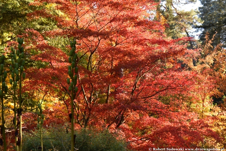 Przebarwienia drzew - arboretum w Rogowie 2024