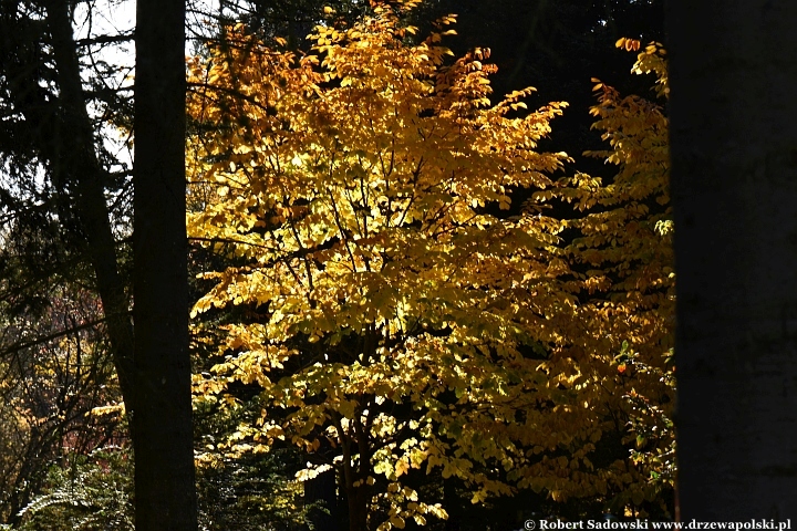 Przebarwienia drzew - arboretum w Rogowie 2024