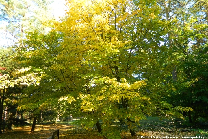 Przebarwienia drzew - arboretum w Rogowie 2024