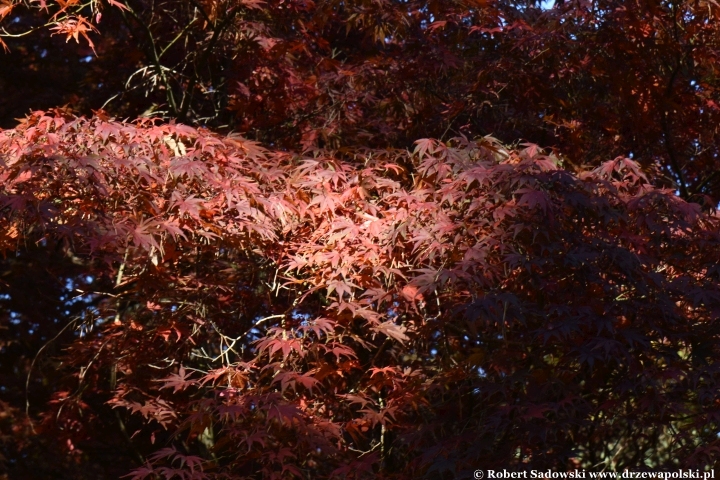 Przebarwienia drzew - arboretum w Rogowie 2024