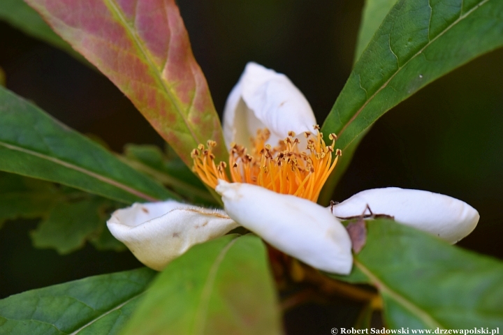 Franklinia amerykańska