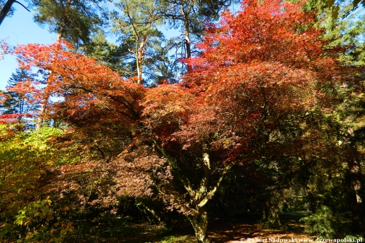 Przebarwienia drzew - arboretum w Rogowie 2024