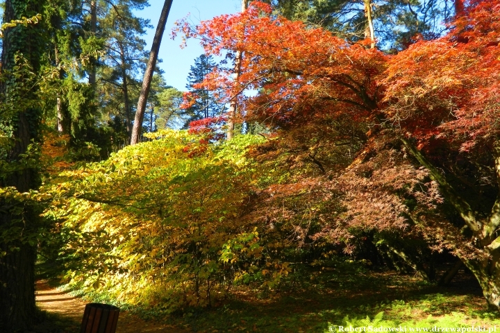 Przebarwienia drzew - arboretum w Rogowie 2024