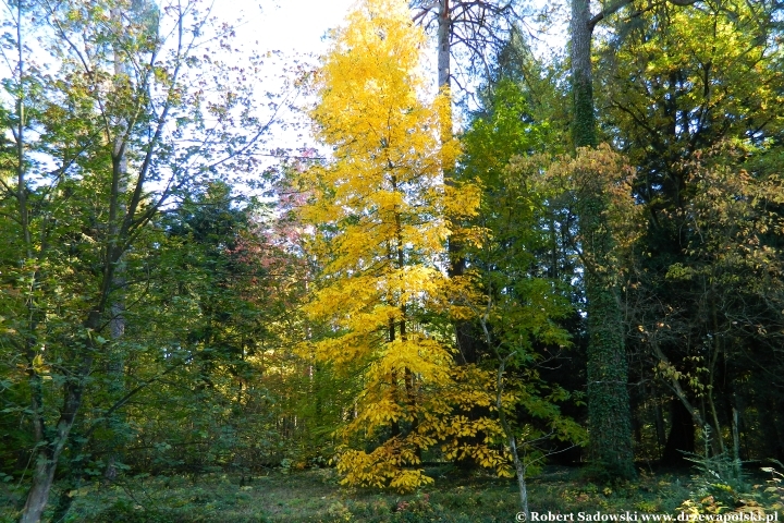 Przebarwienia drzew - arboretum w Rogowie 2024