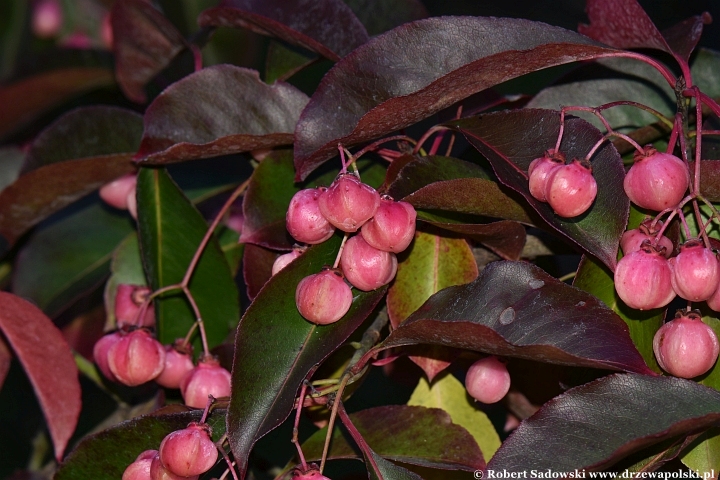 Trzmielina wielkowkwiatowa 'Ruby Wine'