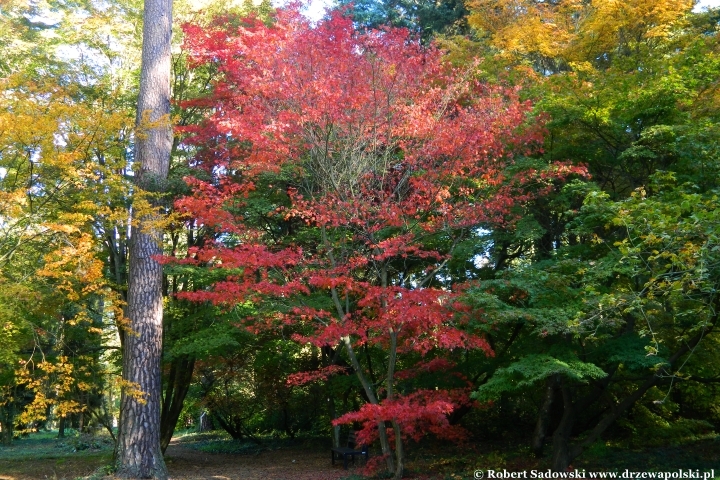 Przebarwienia drzew - arboretum w Rogowie 2024