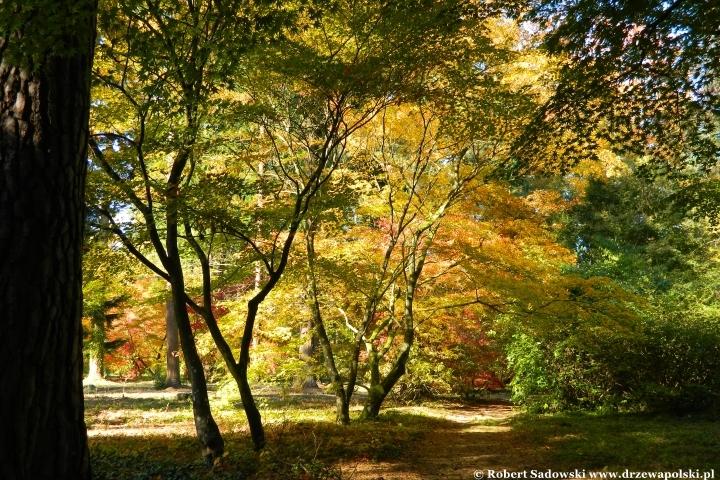 Przebarwienia drzew - arboretum w Rogowie 2024