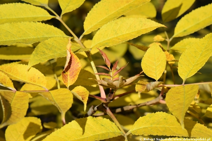 Fraxinus chiisanensis