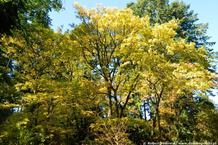 Przebarwienia drzew - arboretum w Rogowie 2024