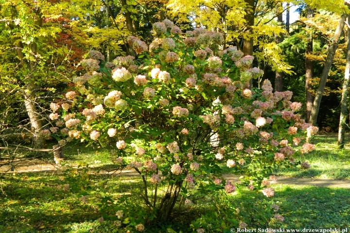 Przebarwienia drzew - arboretum w Rogowie 2024