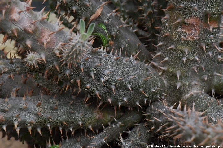 Pachypodium densiflorum