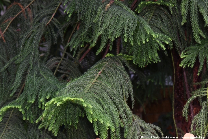 Araukaria wyniosła (Araucaria heterophylla)