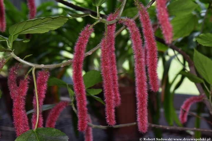 Pokrzywiec szorstkowłosy (Acalypha hispida)