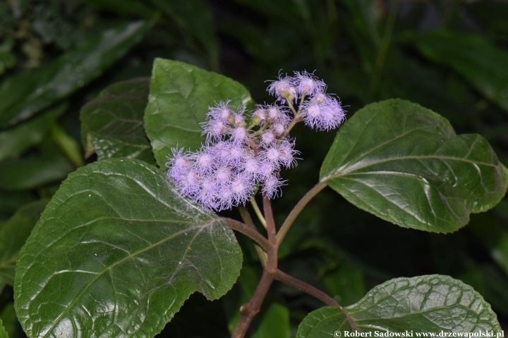 Eupatorium humile