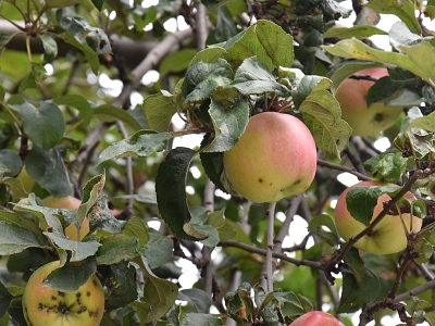 Jabłoń domowa gałązka