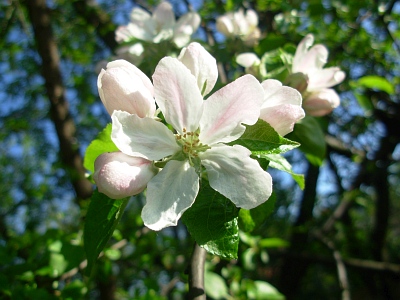 Jabłoń domowa kwiat