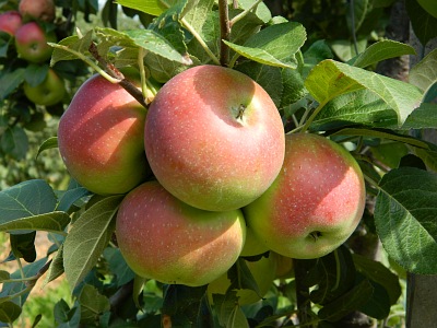 Jabłoń domowa owoc