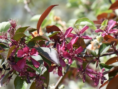 Jabłoń purpurowa kwiaty