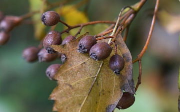 Jarząb brekinia owoce jesienią