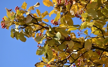 Jarząb mączny gałązka jesienią
