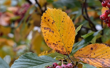Jarząb mączny liść jesienią
