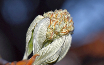 Jarząb mączny pąk kwiatowy w zbliżeniu