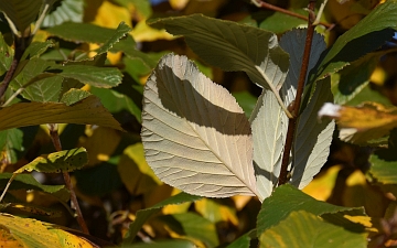 Jarząb mączny spód liścia