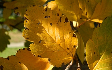 Jarzab szwedzki liść jesienią