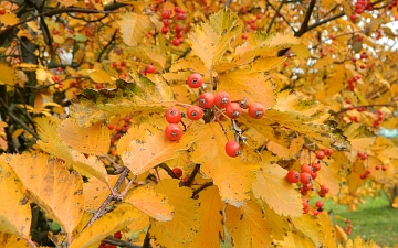 Jarzab szwedzki liście jesienią