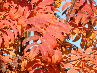 Jarząb dalekowschodni liście jesienią